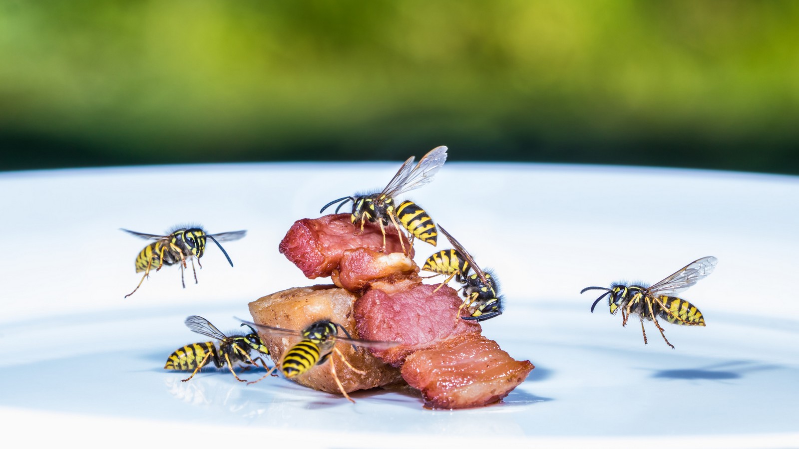 Mit dem Butterbrottüten-Trick können Wespen ferngehalten werden 61 Wespe