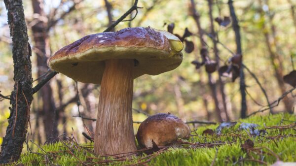 Pilze sammeln