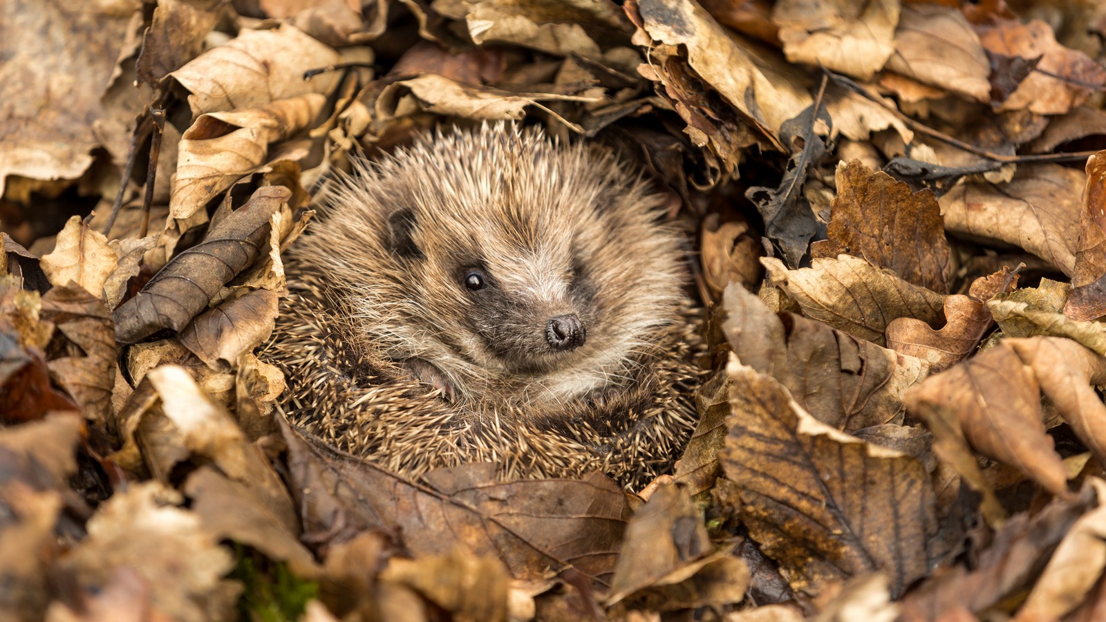 4 Gründe: Darum sollte Herbstlaub nicht weggeworfen werden 61 Igel im Laub