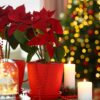 Weihnachtsstern