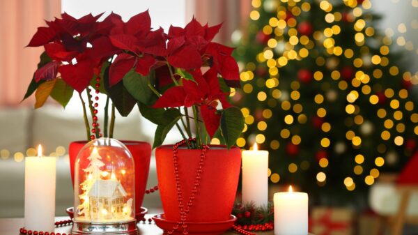 Weihnachtsstern