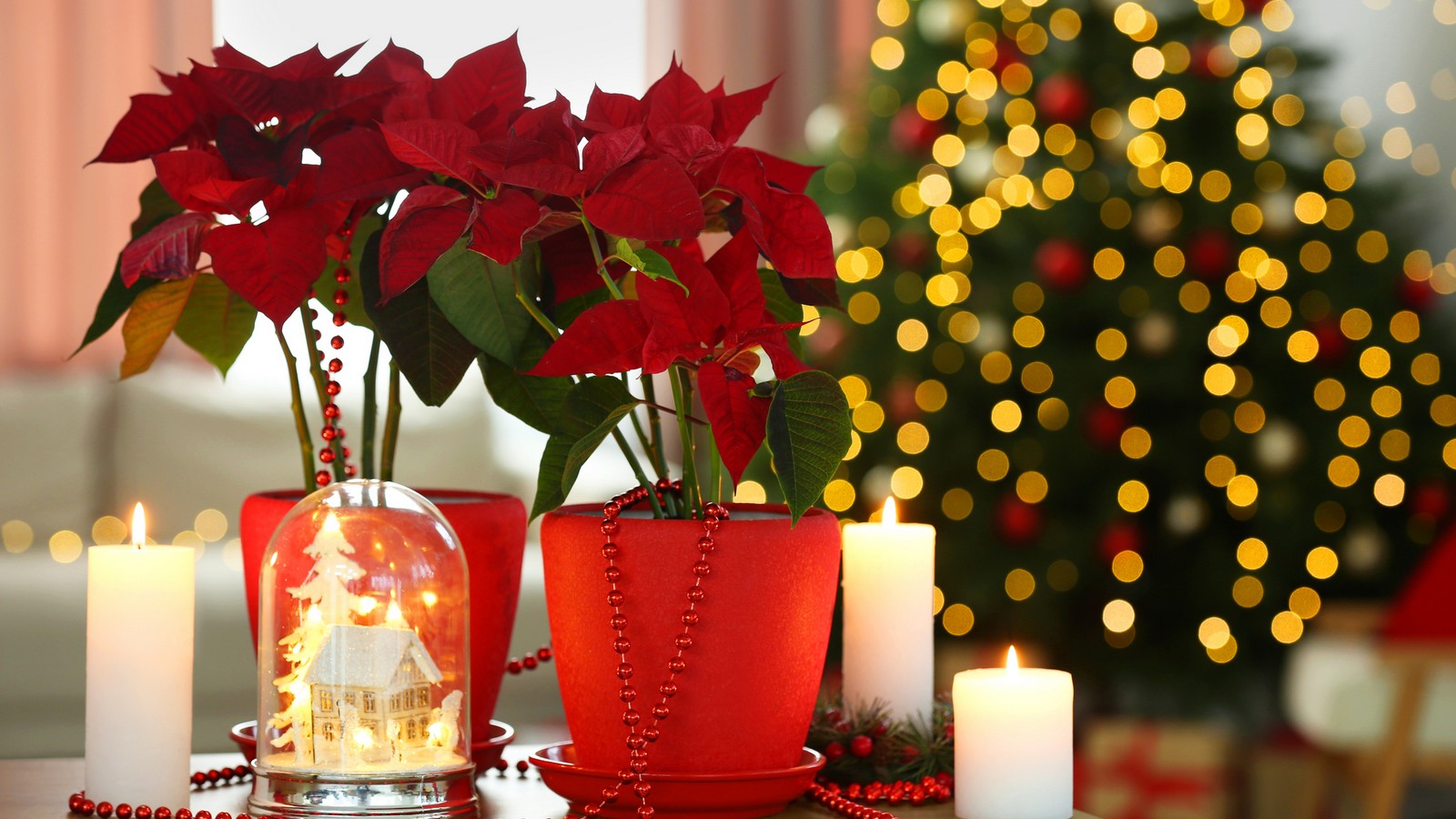 Weihnachtsstern: Das sollte man jetzt tun, damit er Weihnachten rot ist 61 Weihnachtsstern