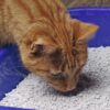 Katze