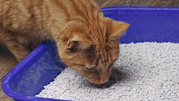 Katze