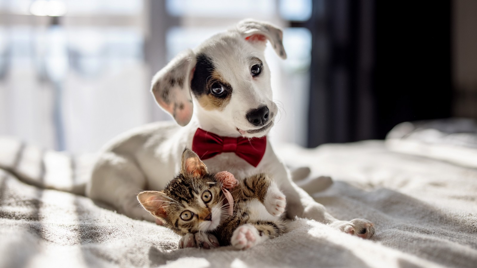 Demenz bei Katzen und Hunden – diese Symptome sollten Tierhalter kennen 61 Hund und Katze