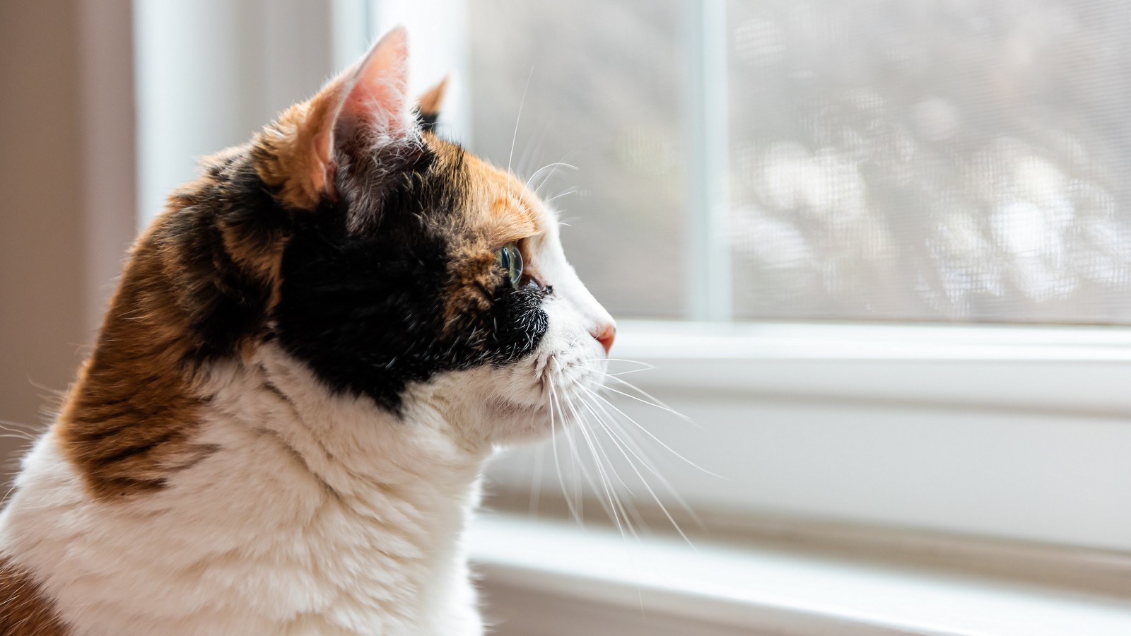 Katze allein zu Hause lassen? Hier ist das sogar eine Straftat 61 Katze
