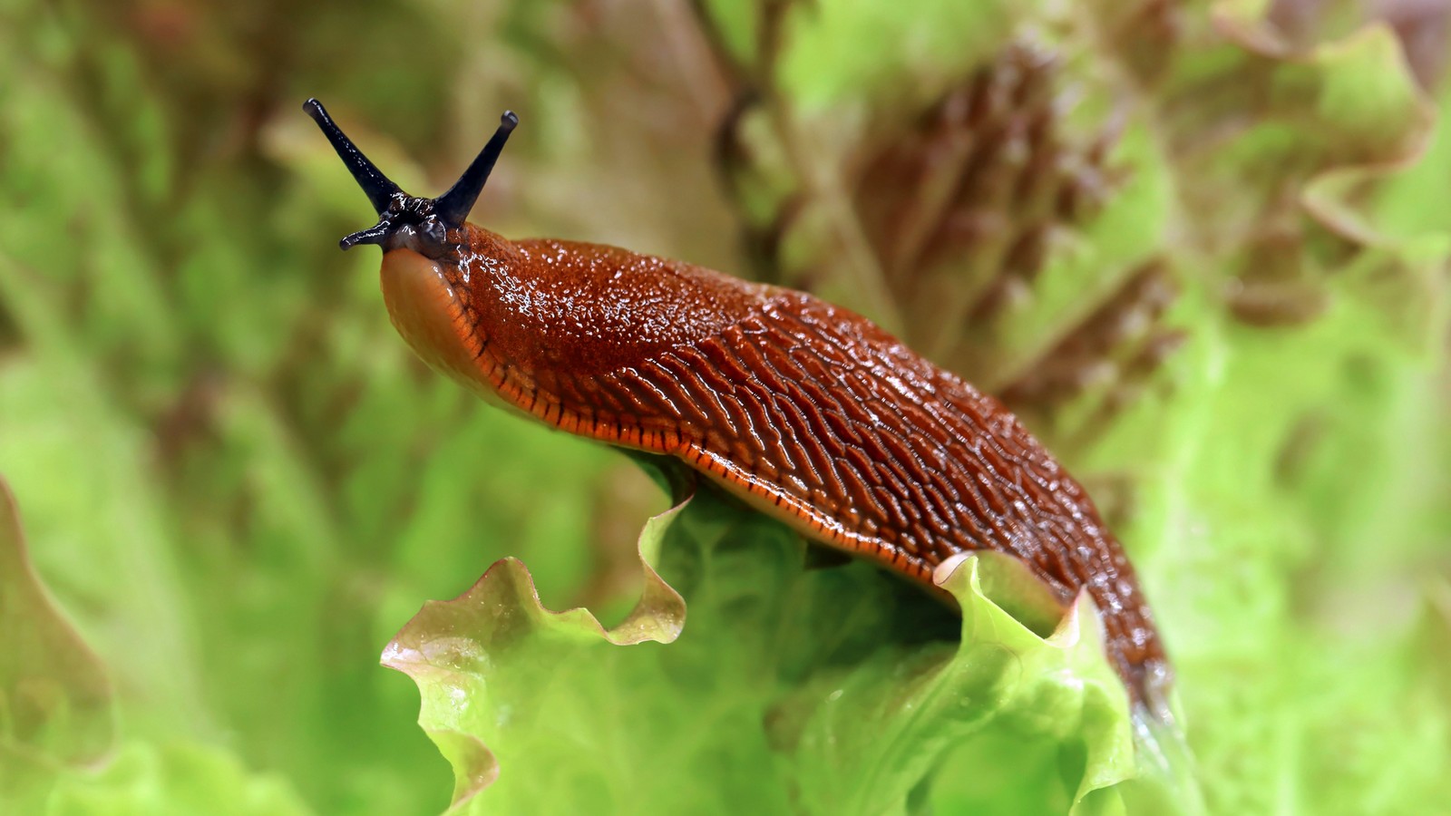 Garten-Schädlinge: Darum sollte man Schnecken künftig einfrieren 61 Schnecke