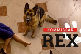 "Kommissar Rex": Wie viele Schäferhunde spielten die Rolle? 71 „Kommissar Rex“: Wie viele Schäferhunde spielten die Rolle?