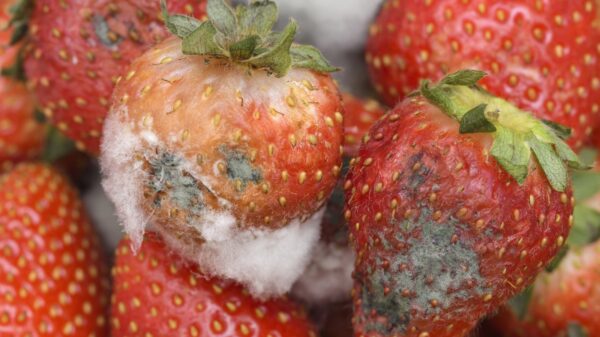 Erdbeeren