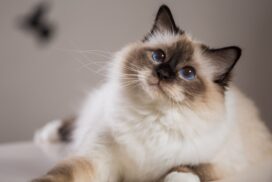 Heilige Birma-Katze: Alles Wissenswerte über die Rasse mit den blauen Augen