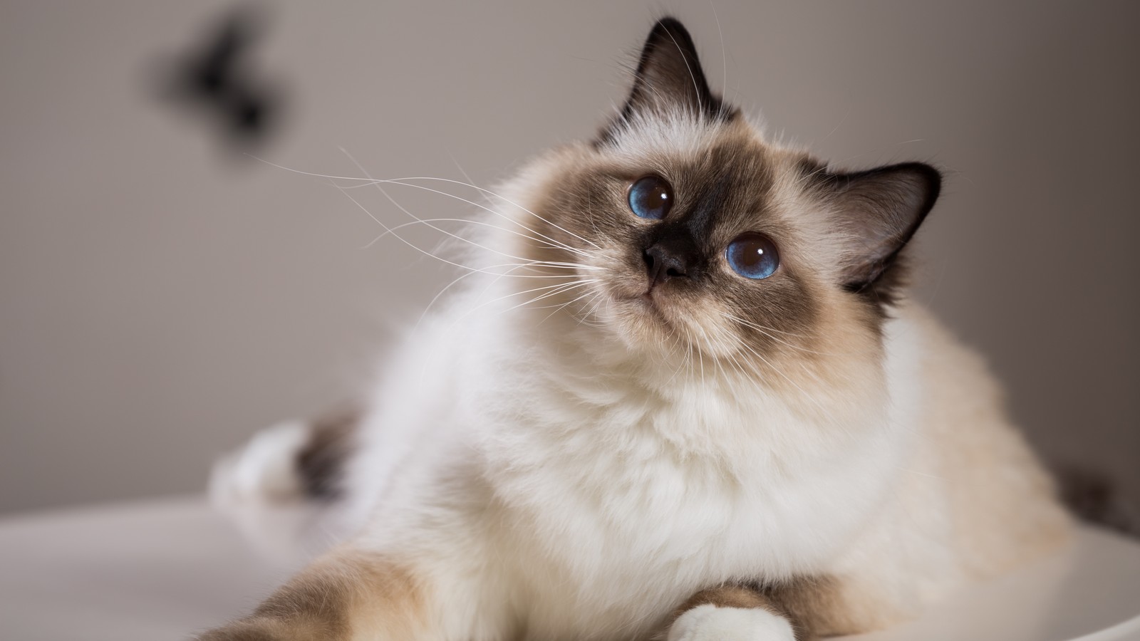 Heilige Birma-Katze: Alles Wissenswerte über die Rasse mit den blauen Augen 61 Heilige Birma Katze