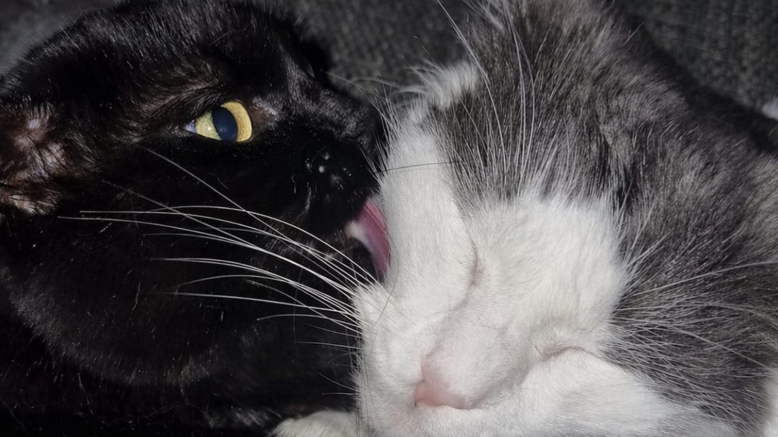 Pünktchen und Felix