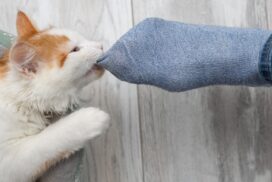Darum lecken Katzen gern an schwitzigen Füßen