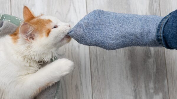 Katze