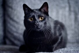 Wie groß muss die Wohnung für eine Katze sein?