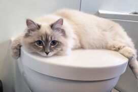 Darum trinken manche Katzen lieber aus der Toilette