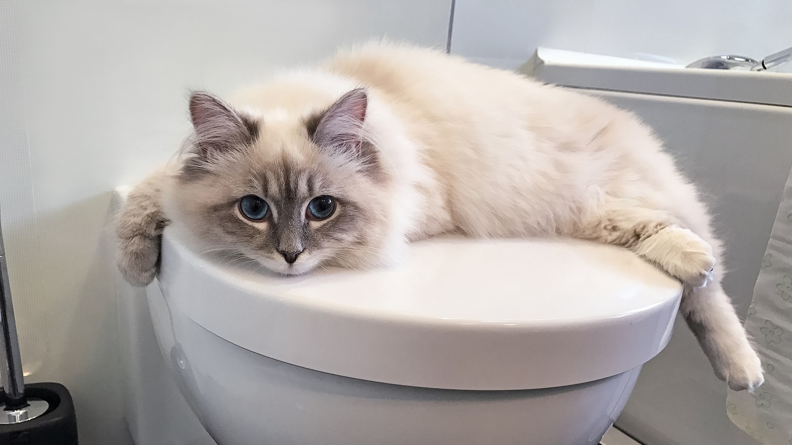 Darum trinken manche Katzen lieber aus der Toilette 61 Katze auf der Toilette